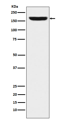 [Genscript] REST Antibody, mAb, Rabbit