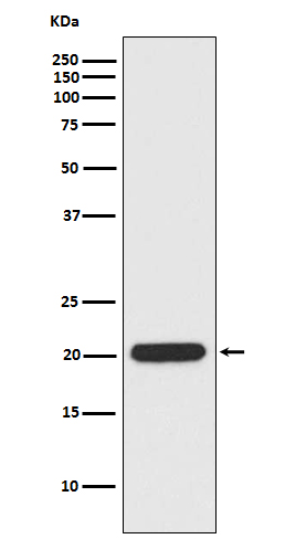 [Genscript] Ferritin heavy chain Antibody, mAb, Rabbit