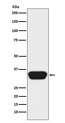 [Genscript] OTX1/2 Antibody, mAb, Rabbit