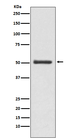 [Genscript] LOXL2 Antibody, mAb, Rabbit