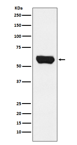 [Genscript] LCK Antibody, mAb, Rabbit