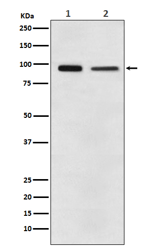 [Genscript] eEF2 Antibody, mAb, Rabbit