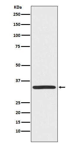 [Genscript] TRADD Antibody, mAb, Rabbit