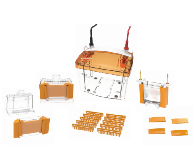 [YEASEN] PET4 Vertical Electrophoresis Tank（1.0mm）