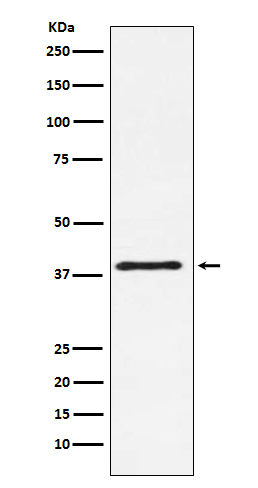 [Genscript] CTLA4 Antibody, mAb, Rabbit