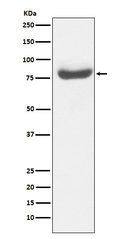 [Genscript] RAP80 Antibody, mAb, Rabbit