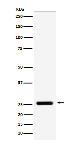 [Genscript] FADD Antibody, mAb, Rabbit