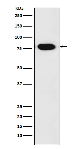[Genscript] c Rel Antibody, mAb, Rabbit
