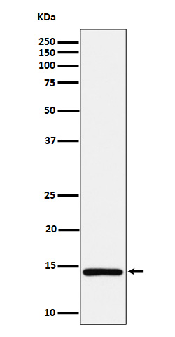 [Genscript] MonoMethyl-Histone H2A (K118) Antibody, mAb, Rabbit