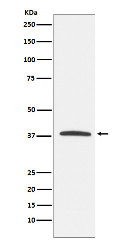 [Genscript] KLRG1 Antibody, mAb, Rabbit