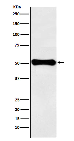 [Genscript] Glutamate dehydrogenase 1 Antibody, mAb, Rabbit