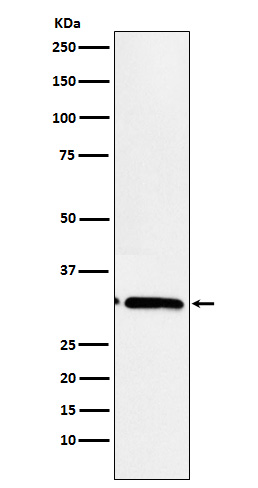 [Genscript] MAPRE3 Antibody, mAb, Rabbit