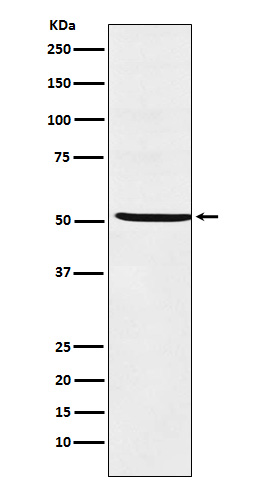 [Genscript] SF 1 Antibody, mAb, Rabbit