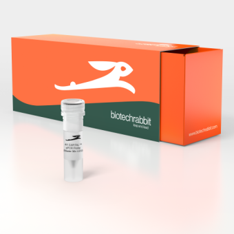 [Biotechrabbit] 4X CAPITAL™ qPCR Probe Master Mix Plus