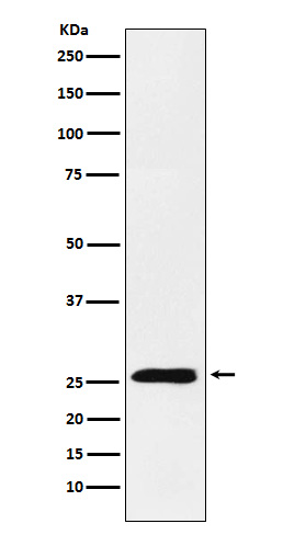 [Genscript] TNFSF9 Antibody, mAb, Rabbit