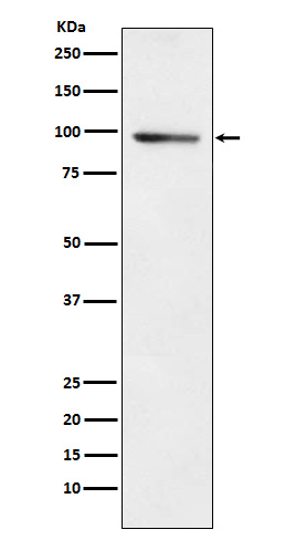 [Genscript] PDE4B Antibody, mAb, Rabbit