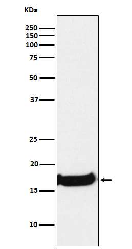 [Genscript] Uteroglobin Antibody, mAb, Rabbit