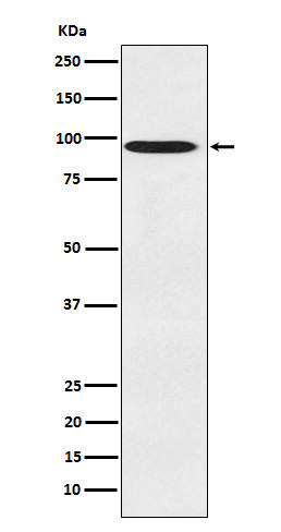 [Genscript] CDT2 Antibody, mAb, Rabbit