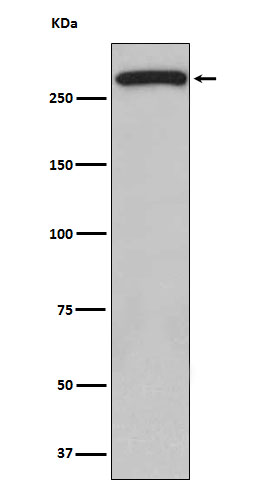 [Genscript] ATM Antibody, mAb, Rabbit