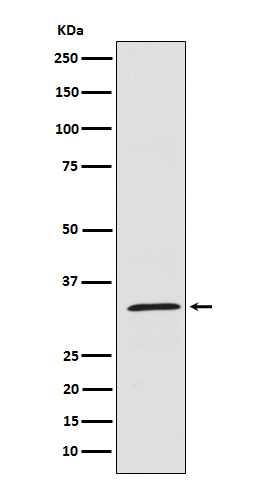 [Genscript] UCP1/3 Antibody, mAb, Rabbit