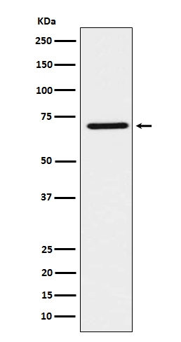 [Genscript] HNF 1 beta Antibody, mAb, Rabbit