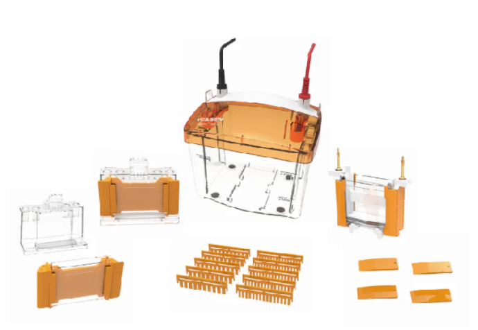 [YEASEN] PET 2 Vertical Electrophoresis Tank（1.5mm）