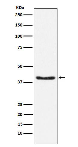 [Genscript] p-PDHA1 (S293) Antibody, mAb, Rabbit