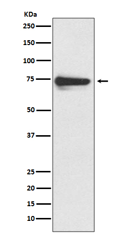 [Genscript] Tyrosinase Antibody, mAb, Rabbit