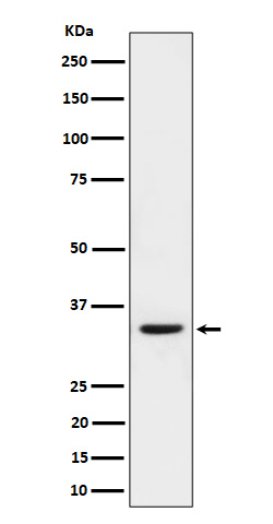 [Genscript] p-CDK1/2 (T161/T160) Antibody, mAb, Rabbit