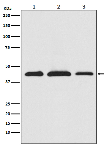 [Genscript] AKT1S1 Antibody, mAb, Rabbit