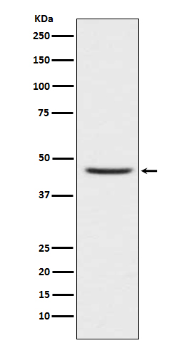 [Genscript] CCR8 Antibody, mAb, Rabbit