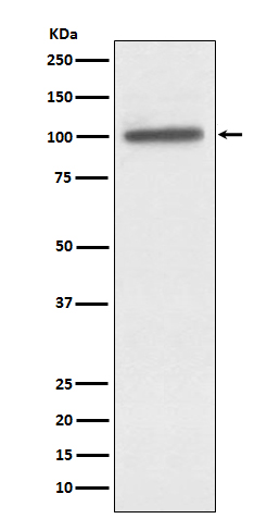 [Genscript] alpha Actinin 4 Antibody, mAb, Rabbit