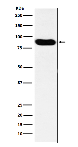 [Genscript] MCM7 Antibody, mAb, Rabbit