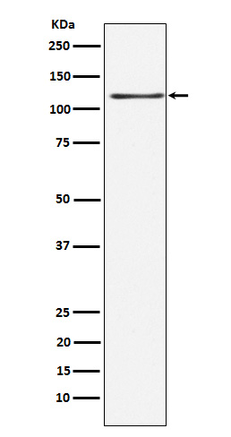 [Genscript] KSR1 Antibody, mAb, Rabbit