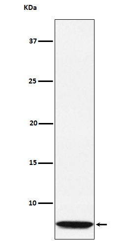[Genscript] Glucagon Antibody, mAb, Rabbit