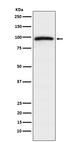 [Genscript] EPAC 1 Antibody, mAb, Rabbit