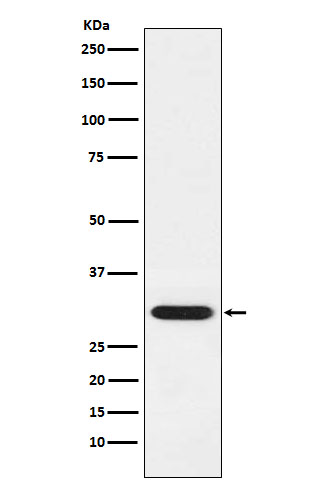 [Genscript] GCLM Antibody, mAb, Rabbit