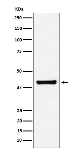 [Genscript] ALDOA Antibody, mAb, Rabbit