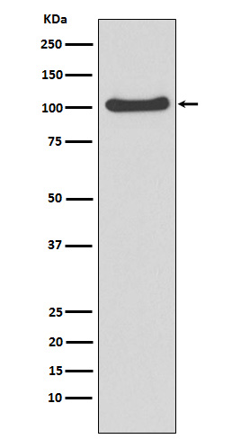 [Genscript] MVP Antibody, mAb, Rabbit