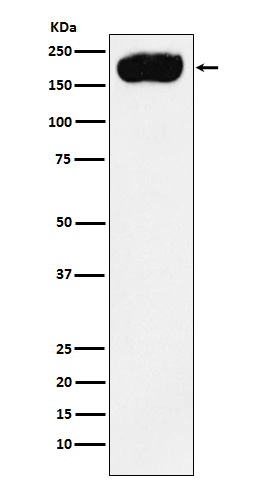 [Genscript] PMCA1 Antibody, mAb, Rabbit