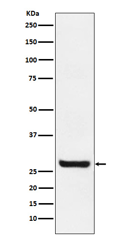 [Genscript] Sprouty 4 Antibody, mAb, Rabbit