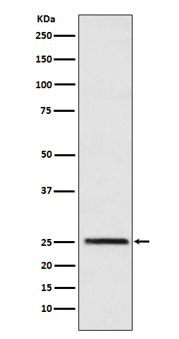 [Genscript] TIM Antibody, mAb, Rabbit