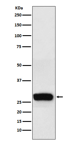 [Genscript] beta Casein Antibody, mAb, Rabbit