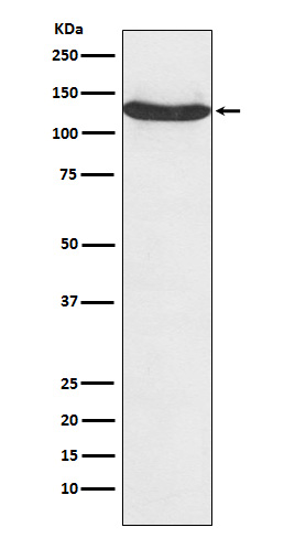 [Genscript] hnRNP U Antibody, mAb, Rabbit