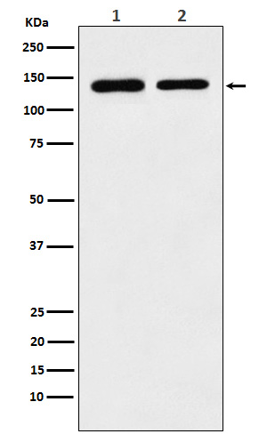 [Genscript] Cohesin subunit SA 2 Antibody, mAb, Rabbit
