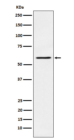 [Genscript] PAK1 Antibody, mAb, Rabbit