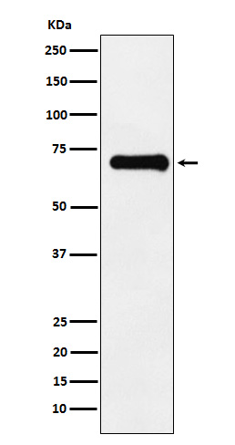 [Genscript] p-PAK4/5/6 (S474/S602/S560) Antibody, mAb, Rabbit