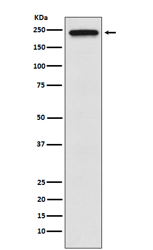 [Genscript] TRPM7 Antibody, mAb, Rabbit