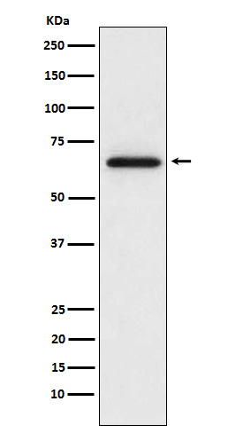 [Genscript] MMP2 Antibody, mAb, Rabbit