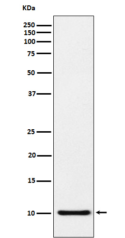 [Genscript] CCL5 Antibody, mAb, Rabbit